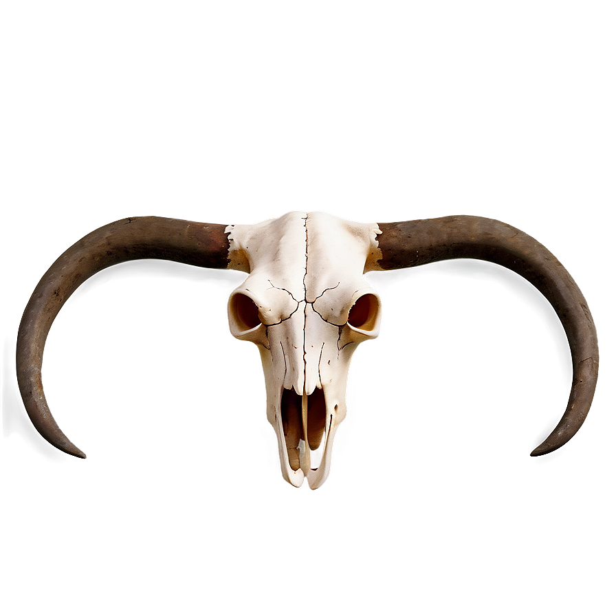 Bull Skull Illustration Png 77