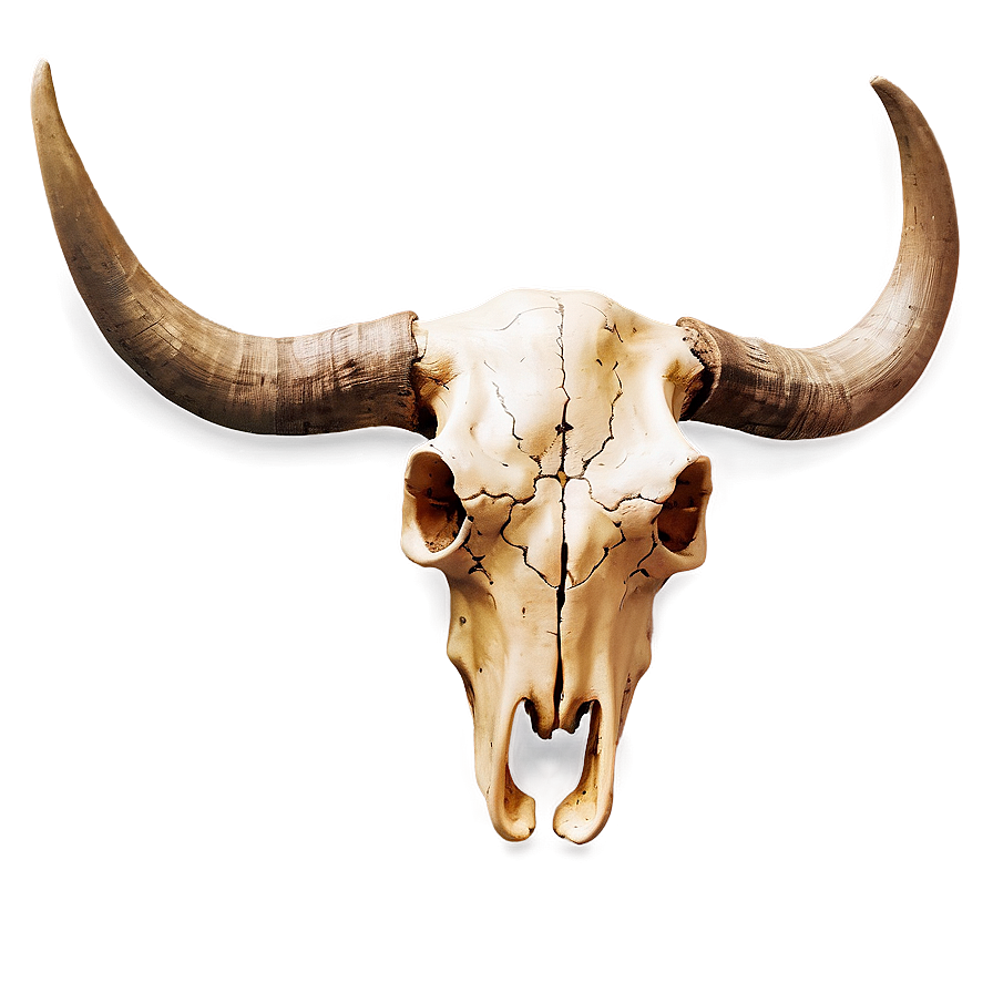 Bull Skull On Vintage Paper Png Deg