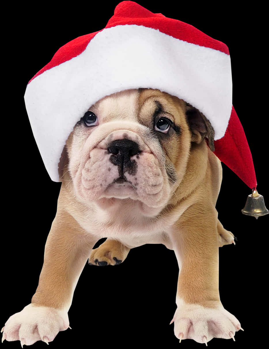 Bulldog Puppyin Santa Hat