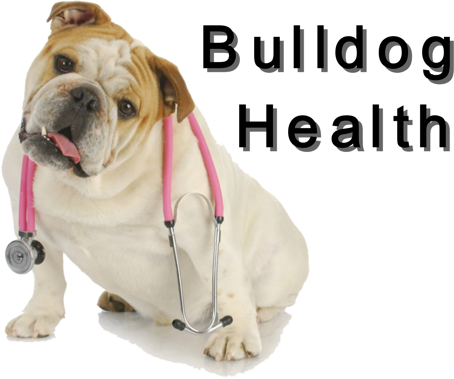 Bulldog Veterinary Checkup