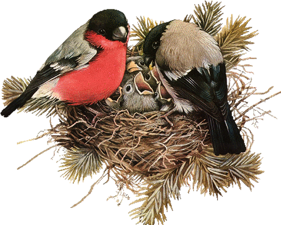 Bullfinches_ Feeding_ Chicks_in_ Nest.png