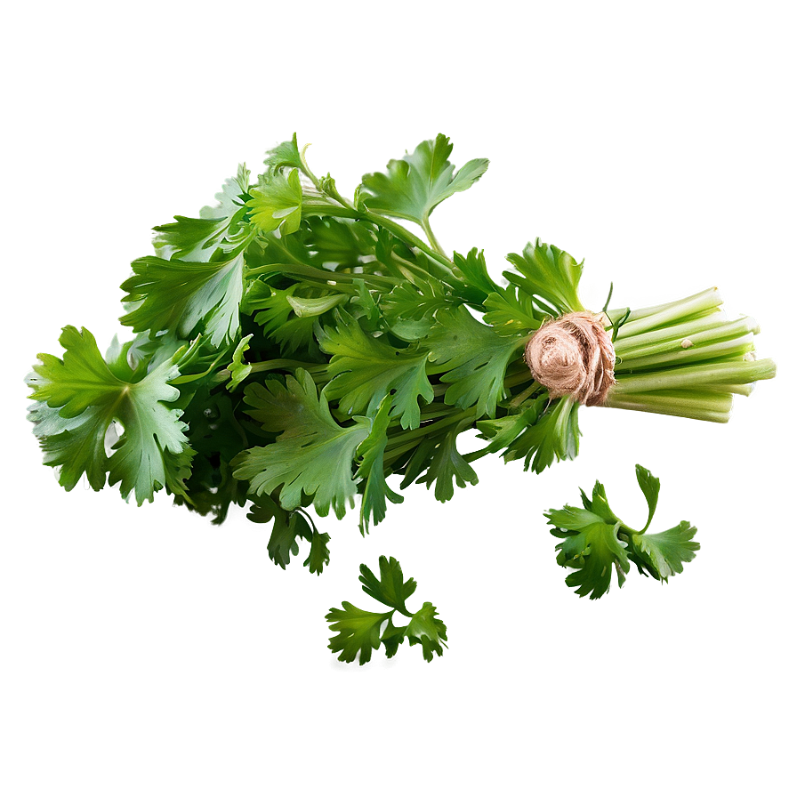 Bunch Of Cilantro Png 17