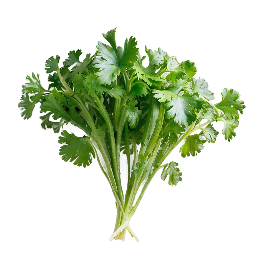 Bunch Of Cilantro Png Cqh51