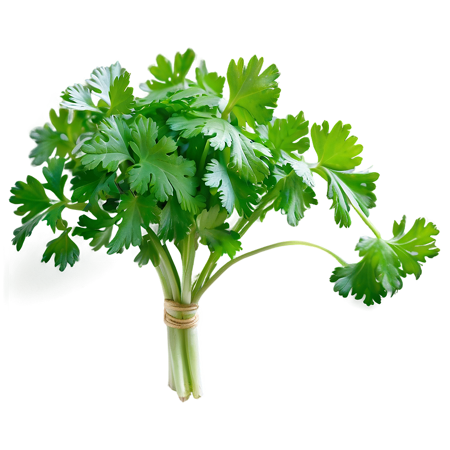 Bunch Of Cilantro Png Eqi