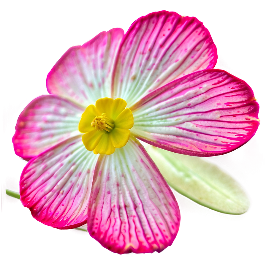 Buttercup Macro Png 06252024