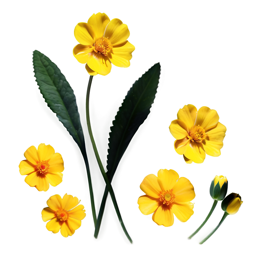 Buttercup Sunshine Png Rki