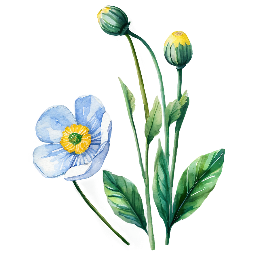 Buttercup Watercolor Png 06252024