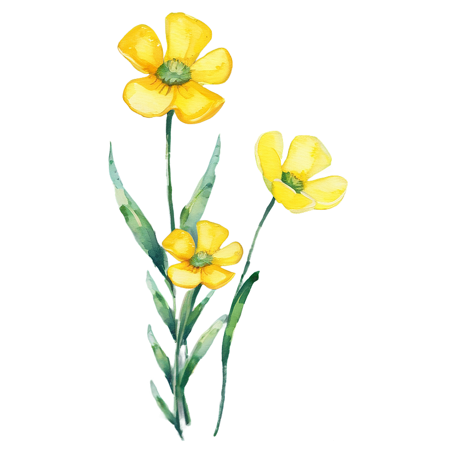 Buttercup Watercolor Png Qtd