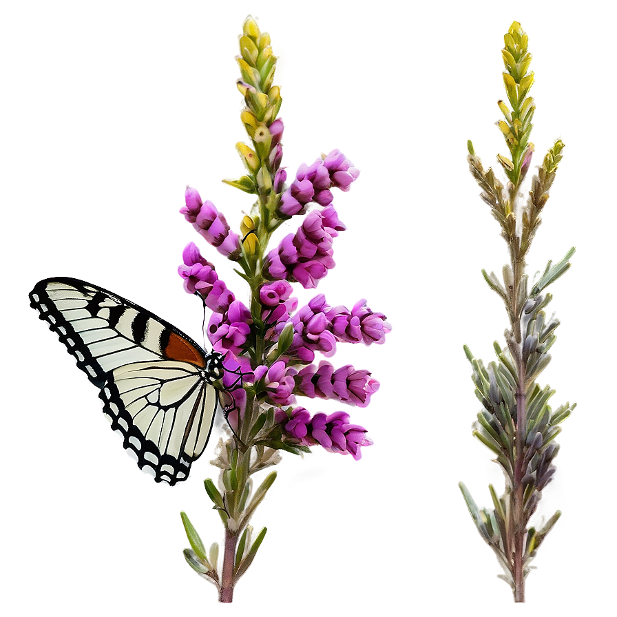 Butterfly On Heather Png 06122024