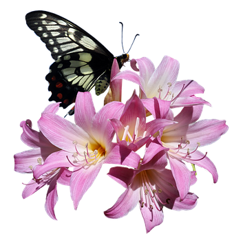 Butterflyon Pink Lilies