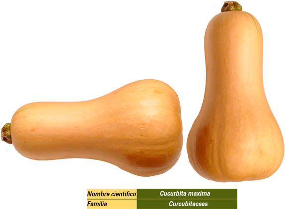 Butternut Squash Varieties