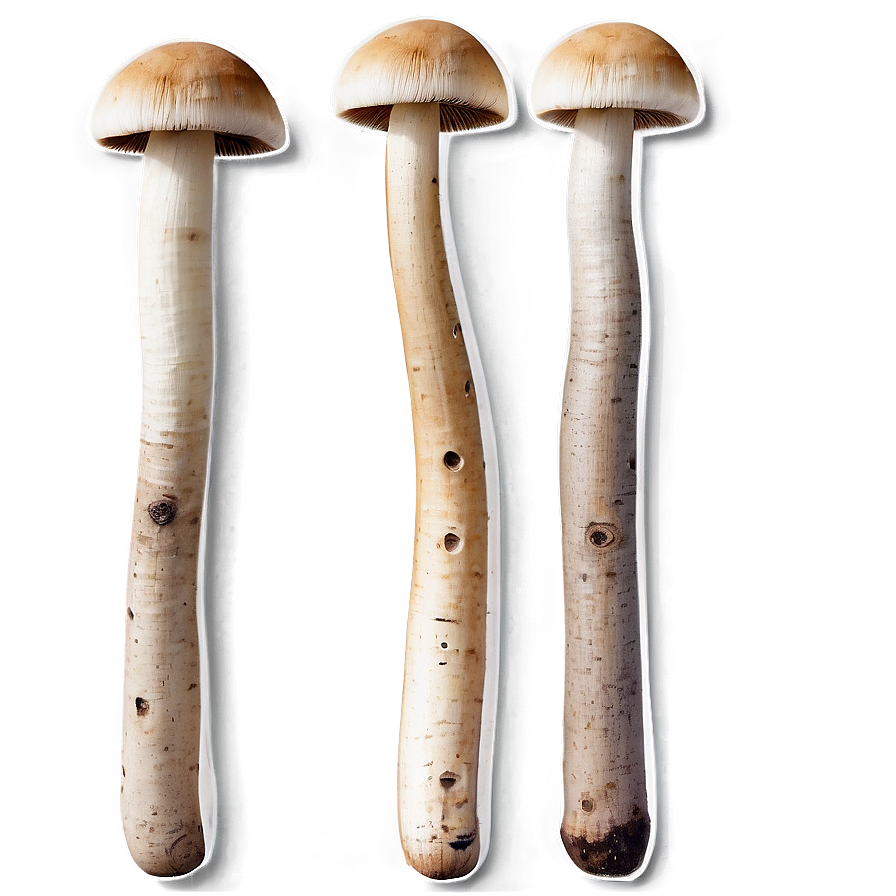 Button Mushrooms Png 05242024