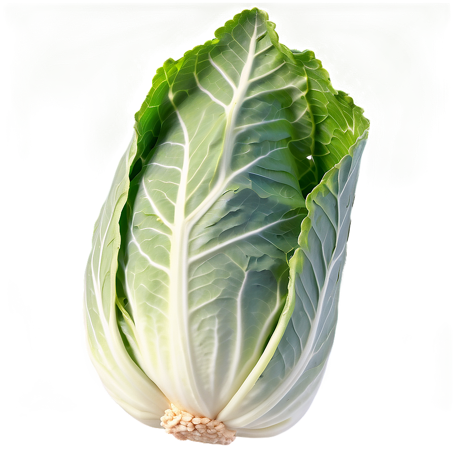 Cabbage Leaf Png Mla5