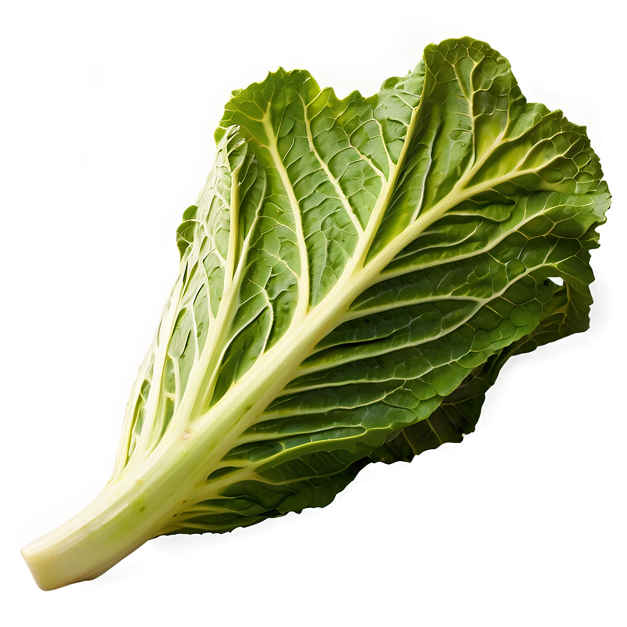 Cabbage Leaf Png Vcn