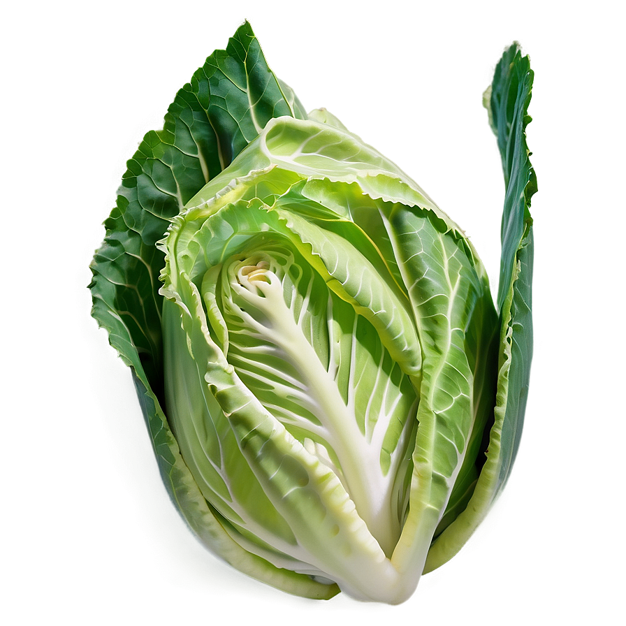 Cabbage Plant Png 06122024