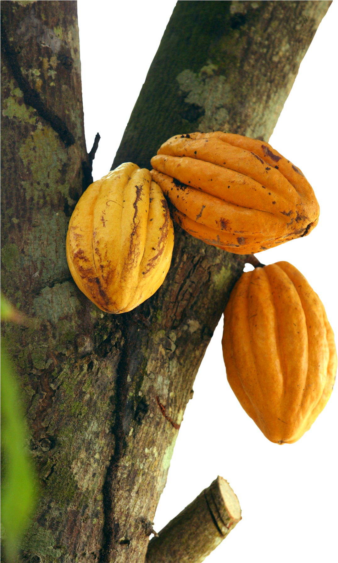 Cacao Podson Tree