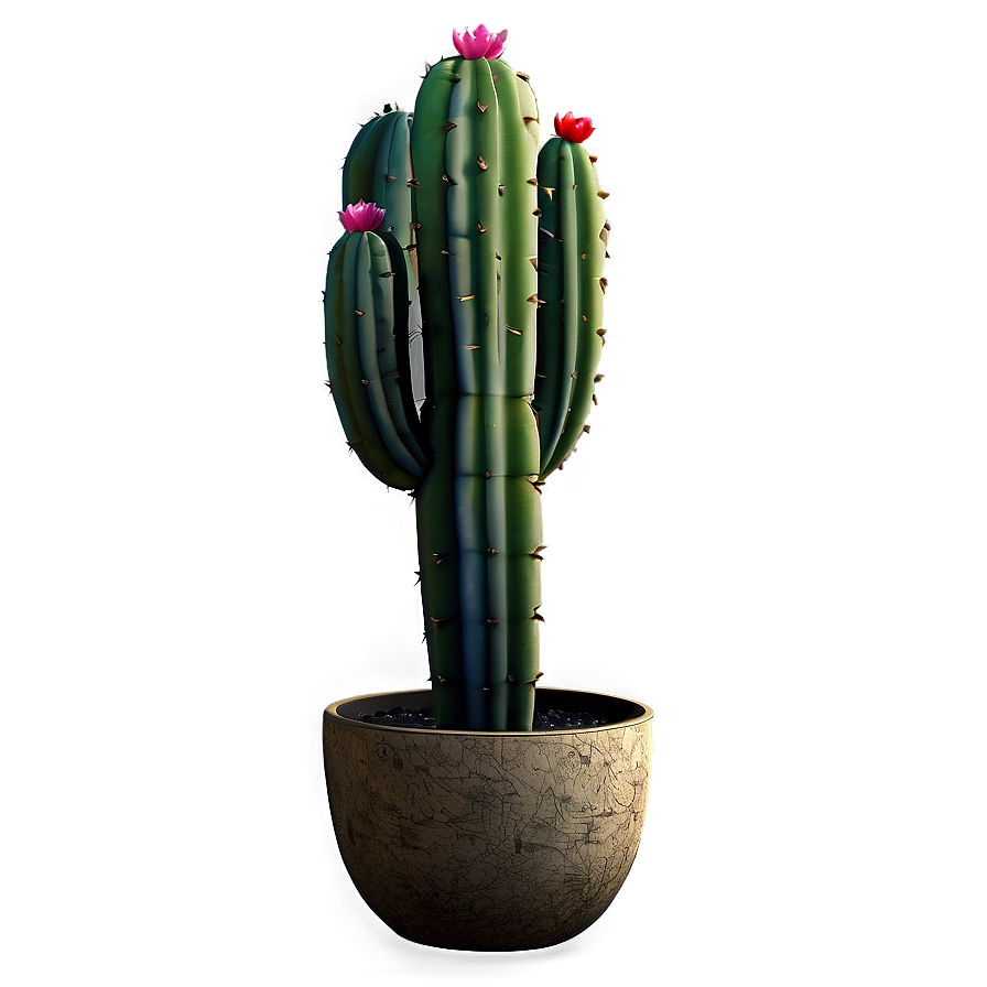 Cactus Decoration Png 19