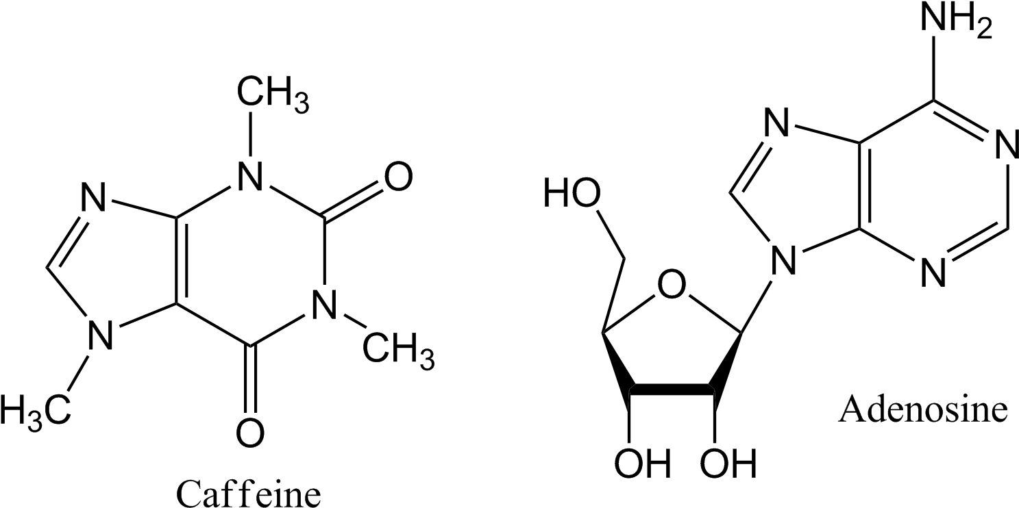 Caffeine_and_ Adenosine_ Chemical_ Structures