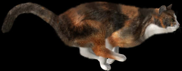 Calico Cat Black Background