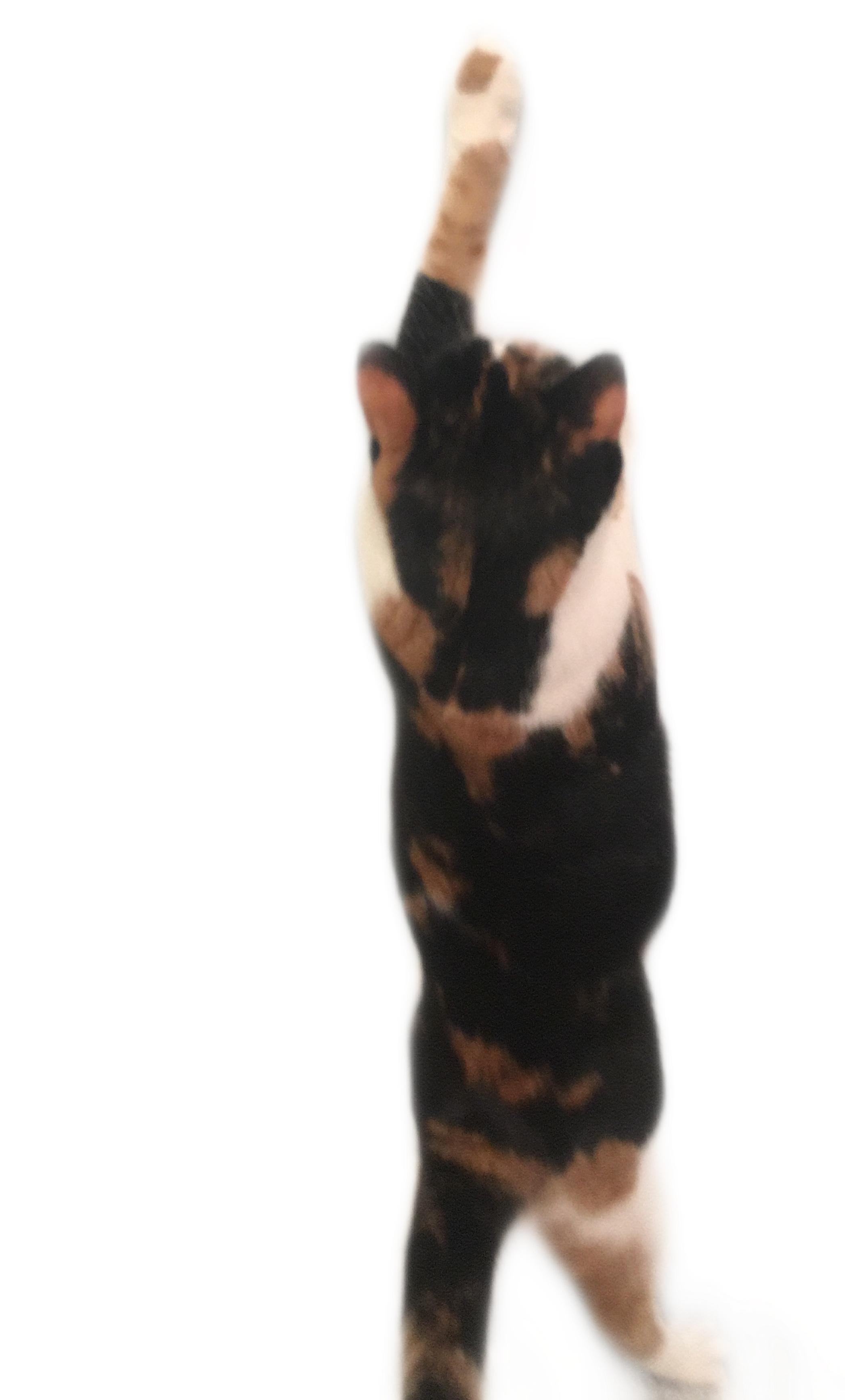 Calico Cat Raising Paw