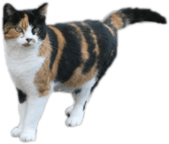 Calico Cat Standing Side View