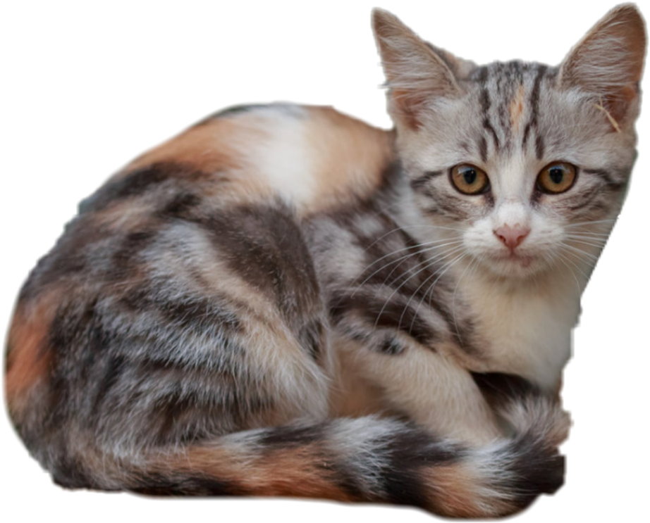 Calico Kitten Curled Up