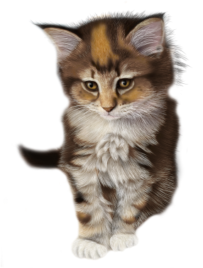 Calico Kitten Illustration