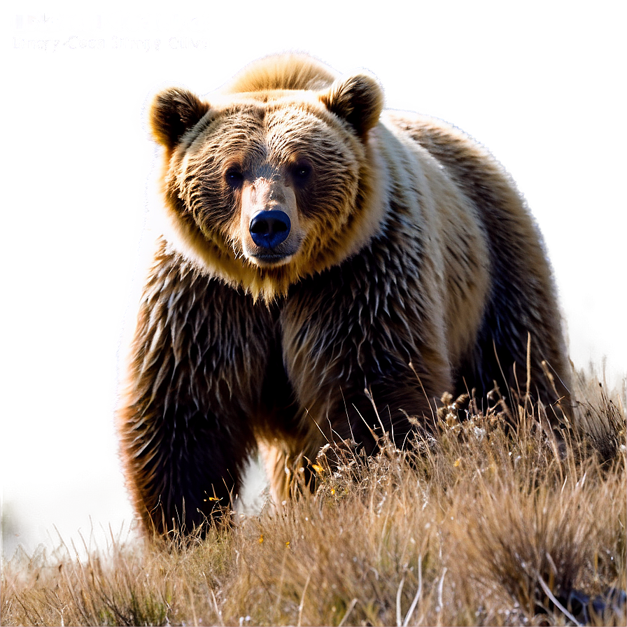 California Bear In Nature Png Lri