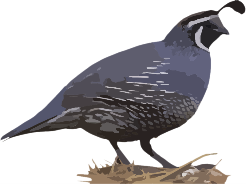 California Quail Illustration