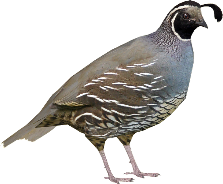 California Quail Profile