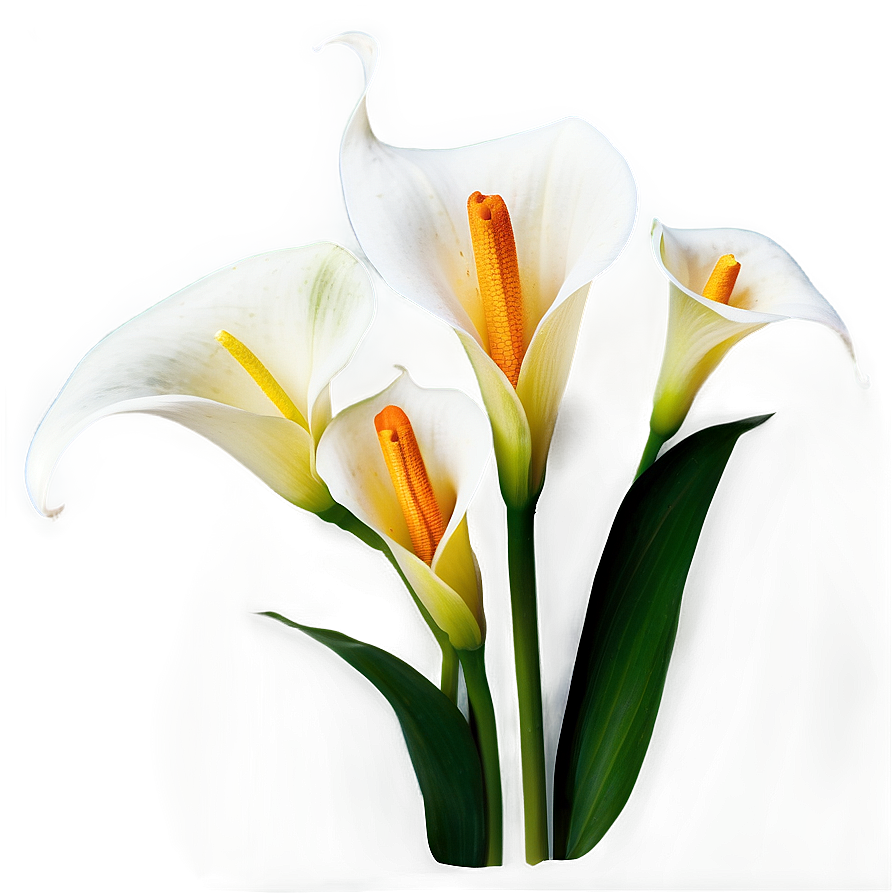 Calla Lily Arrangement Png 57