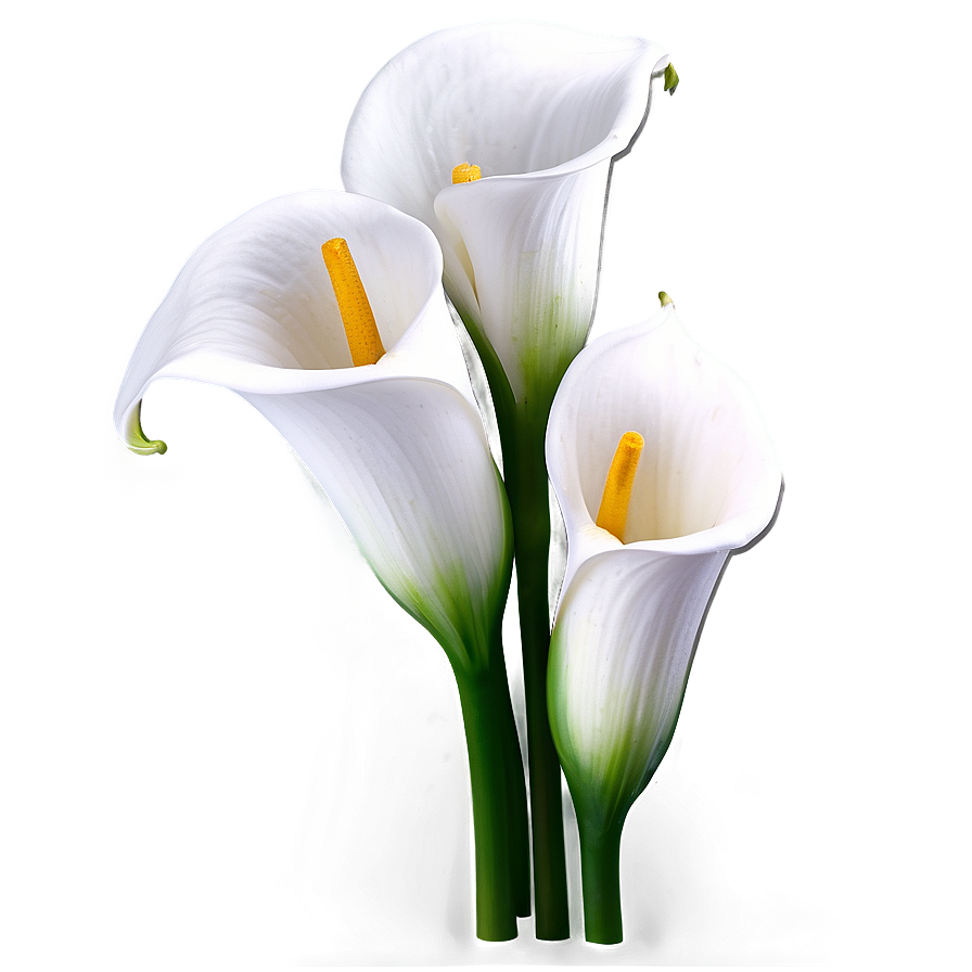 Calla Lily Background Png 06282024