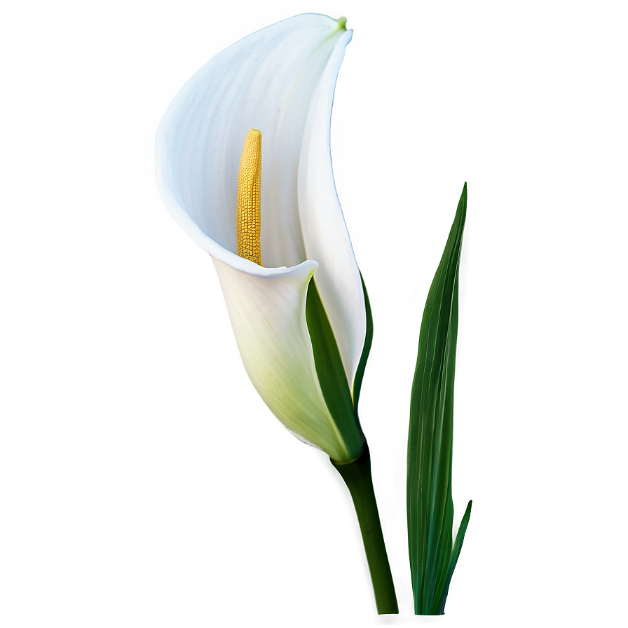 Calla Lily Flower Png 93