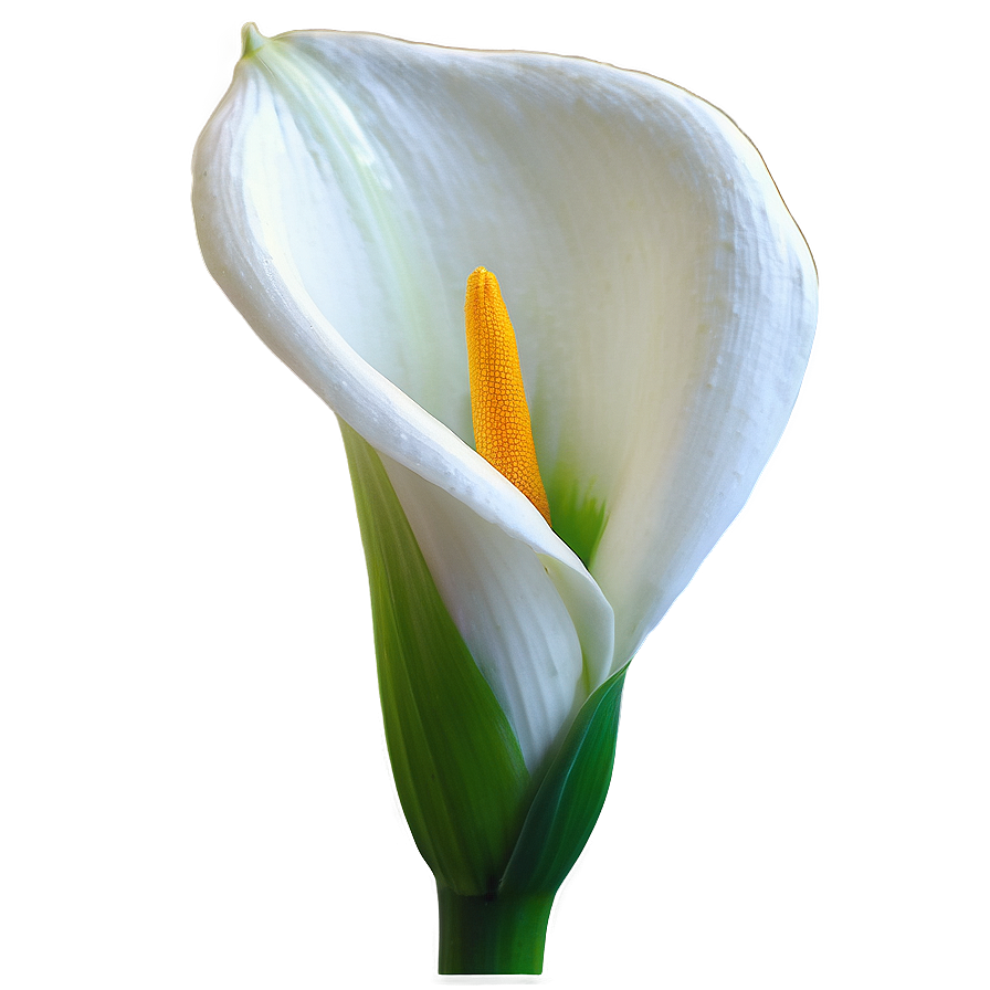 Calla Lily Majesty Png Qgt60