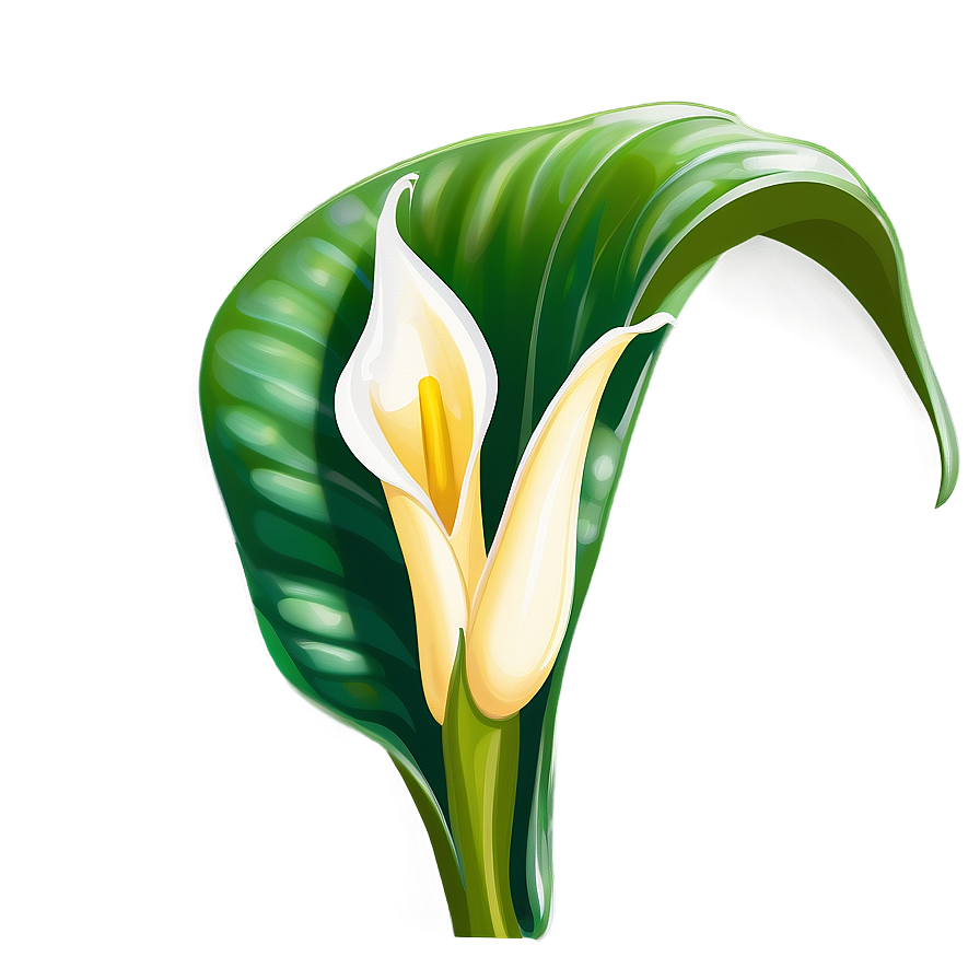 Calla Lily Sketch Png Tgs