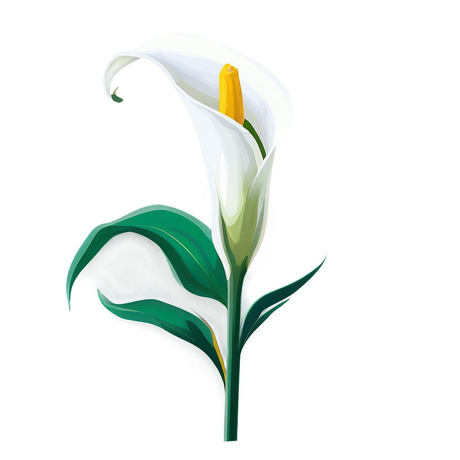 Calla Lily Vector Png Mme