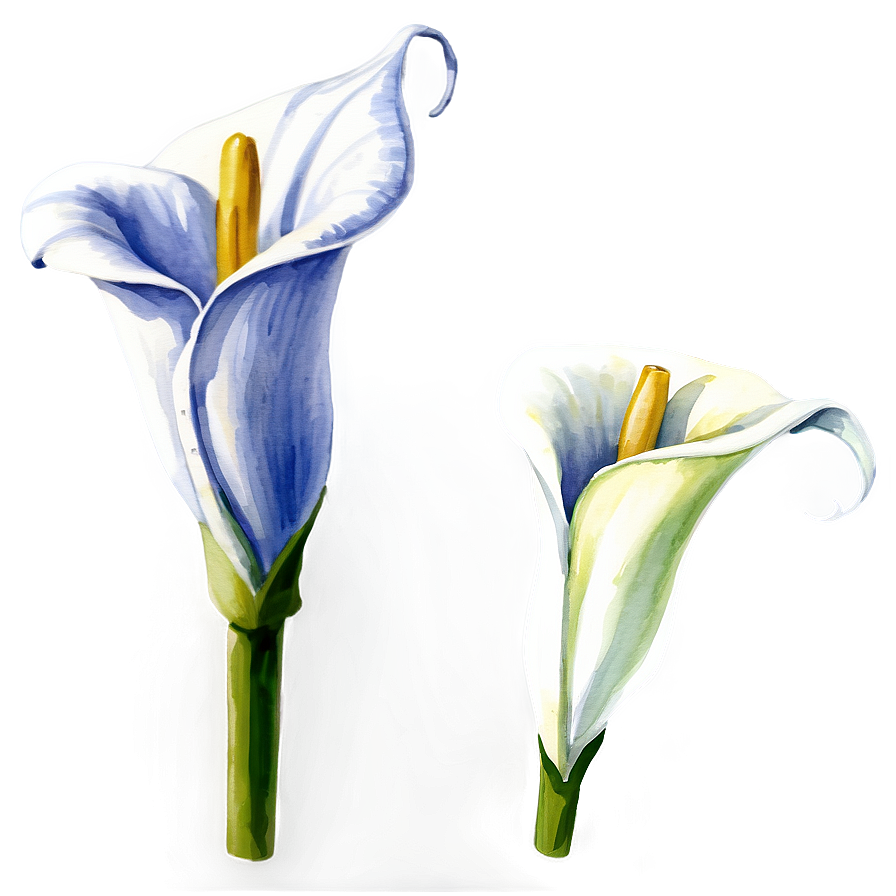 Calla Lily Watercolor Png 06282024