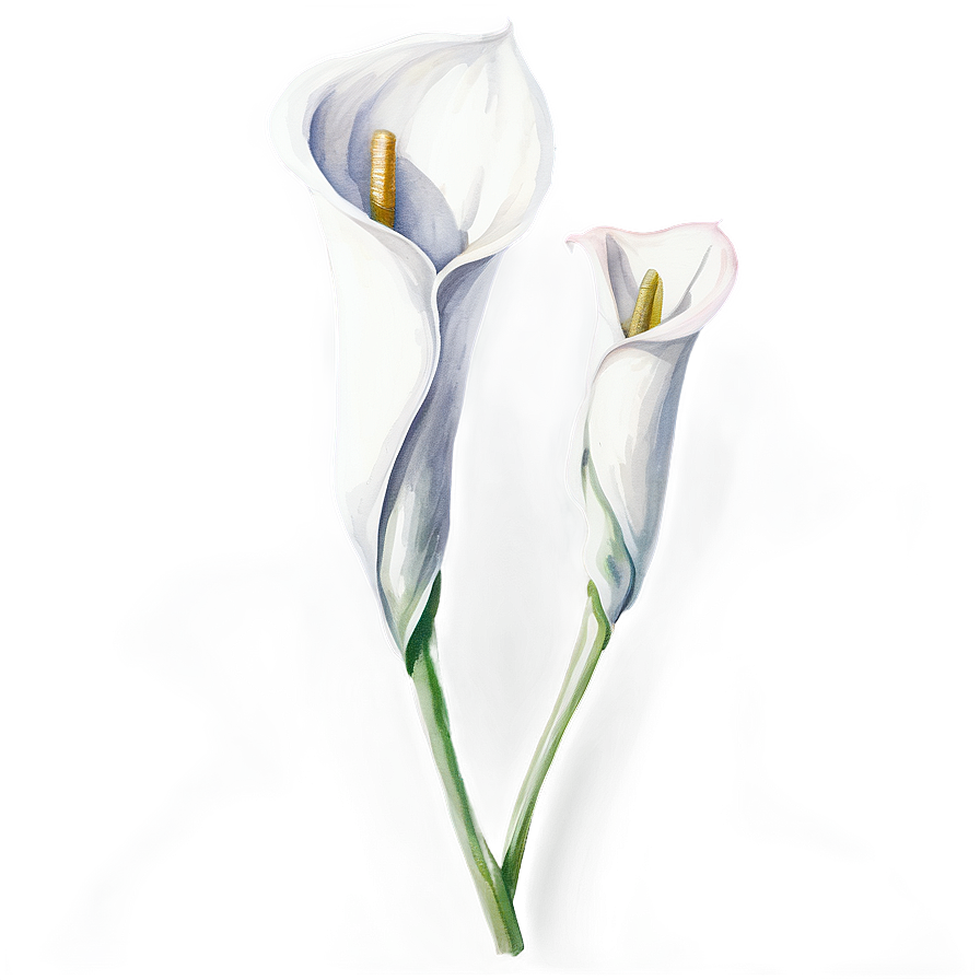 Calla Lily Watercolor Png 06282024