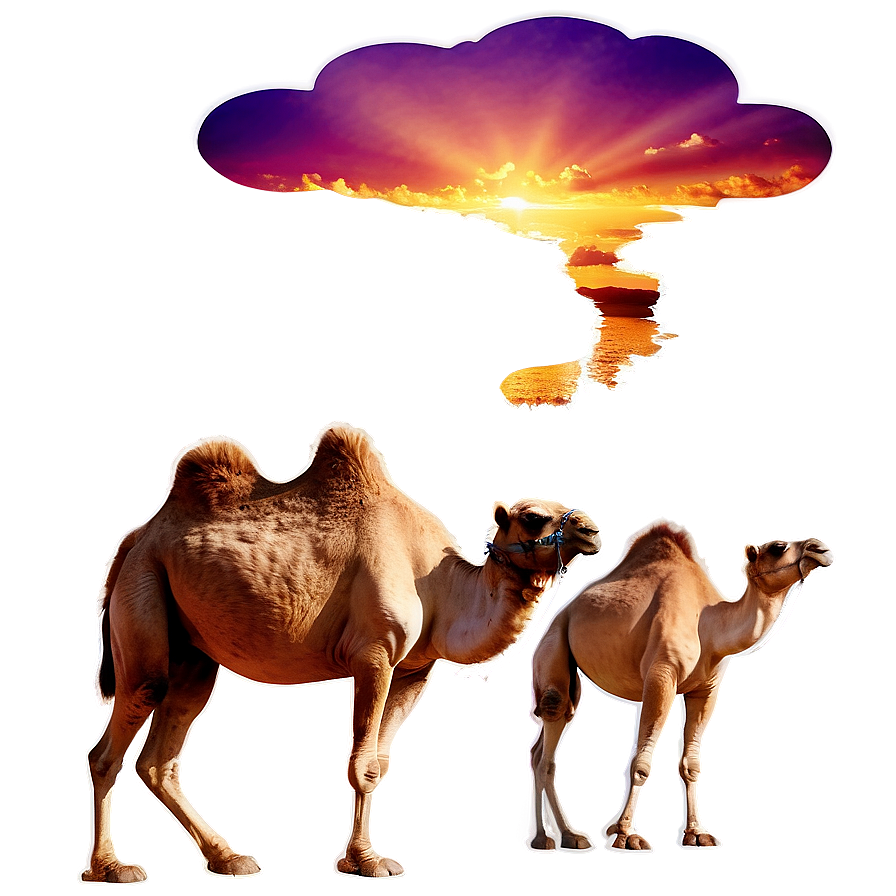 Camel With Sunset Background Png 35