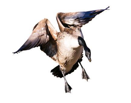 Canada Goose In Flight Black Background