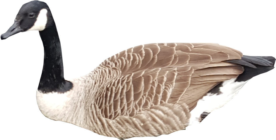 Canada Goose Profile