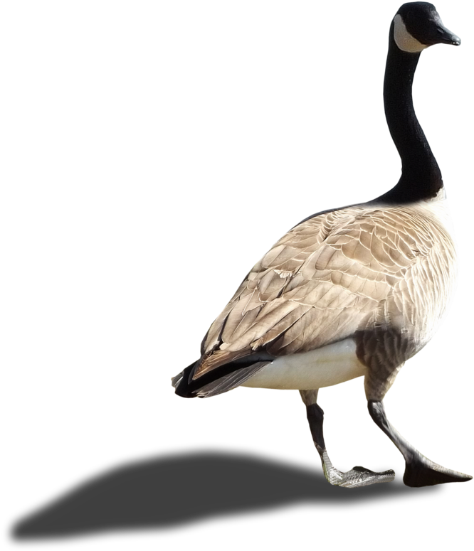 Canada Goose Profile Walking