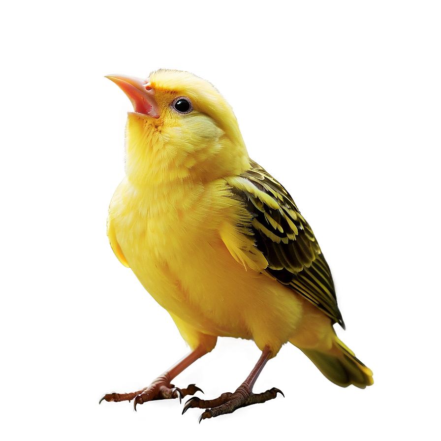 Canary Bird Singing Png 05032024