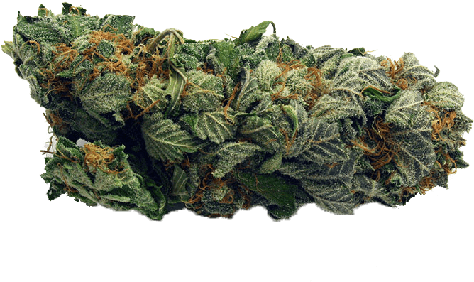 Cannabis Bud Closeup.png