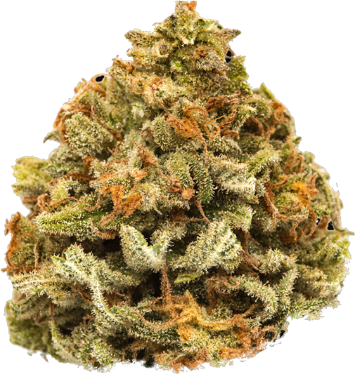 Cannabis Bud Closeup