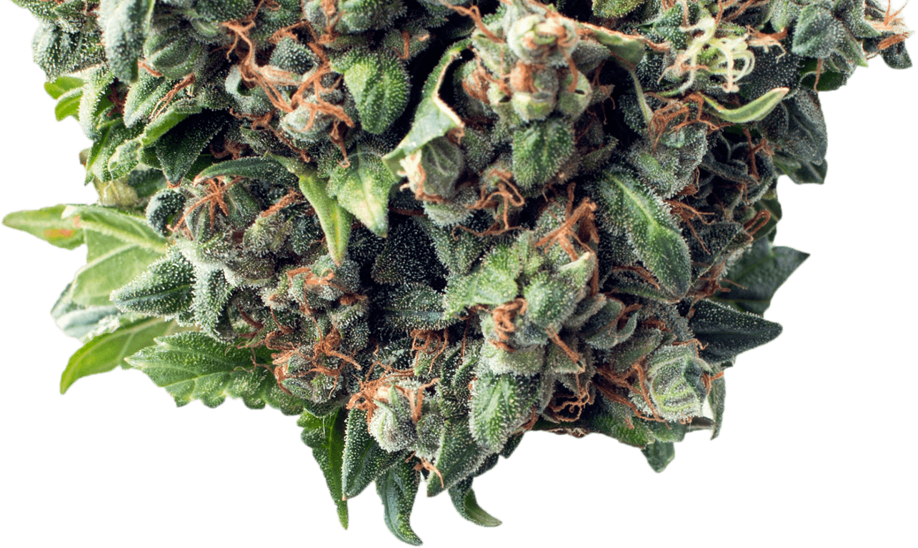 Cannabis Bud Closeup