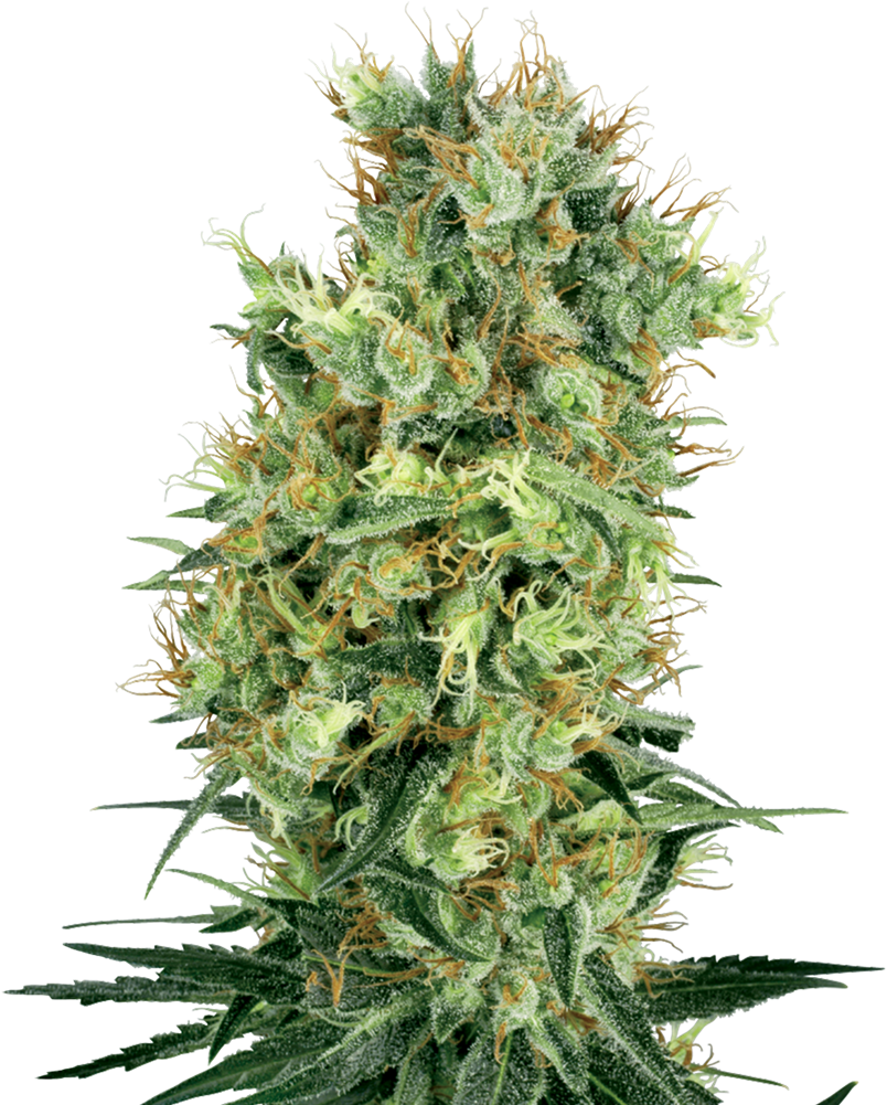 Cannabis Flower Closeup