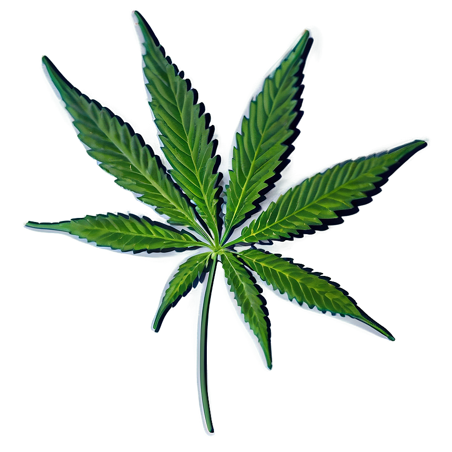 Cannabis Indica Leaf Png 98