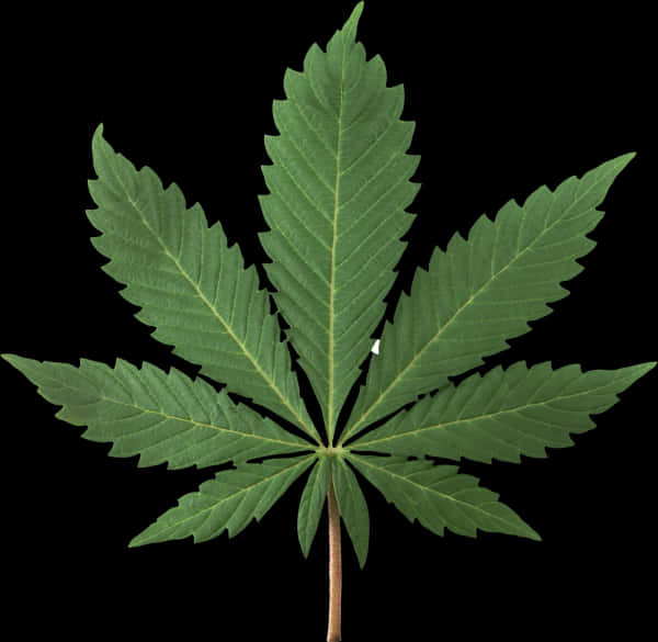 Cannabis Leaf Isolated Black Background