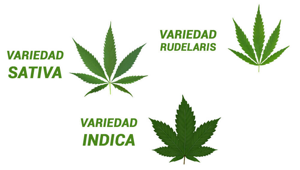 Cannabis Leaf Varieties